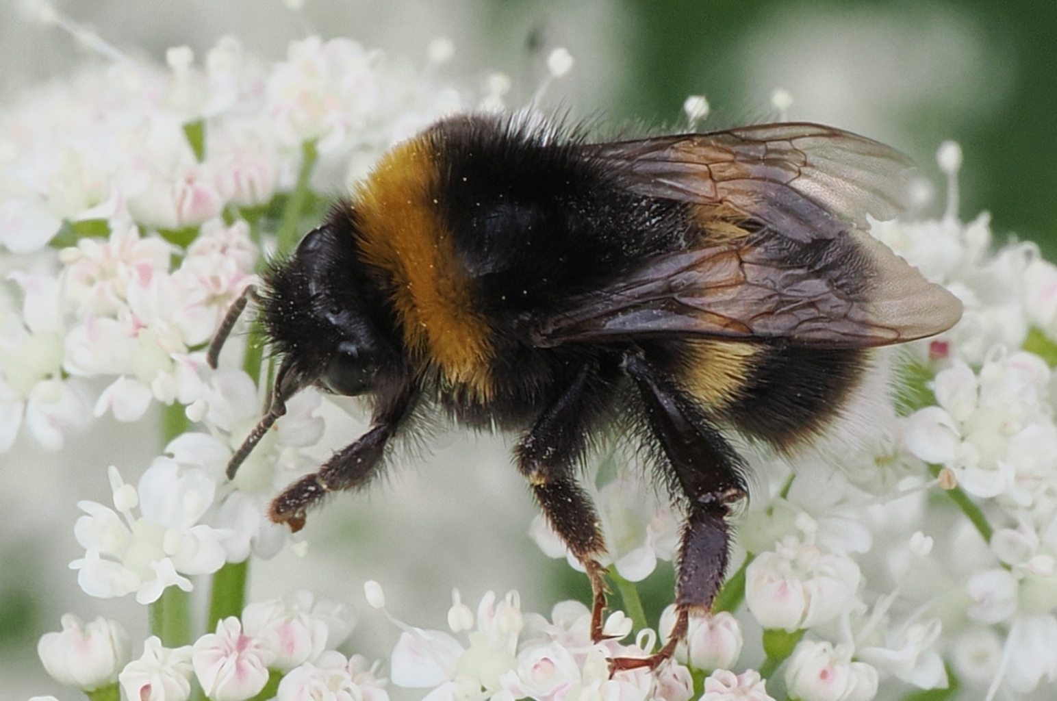 Bombus-sp